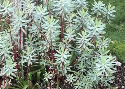 Euphorbia glauca